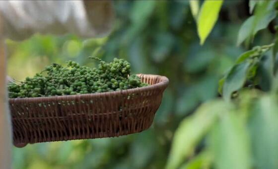 कम्बोडिया - काली मिर्च की फ़सल से प्रगति का तड़का